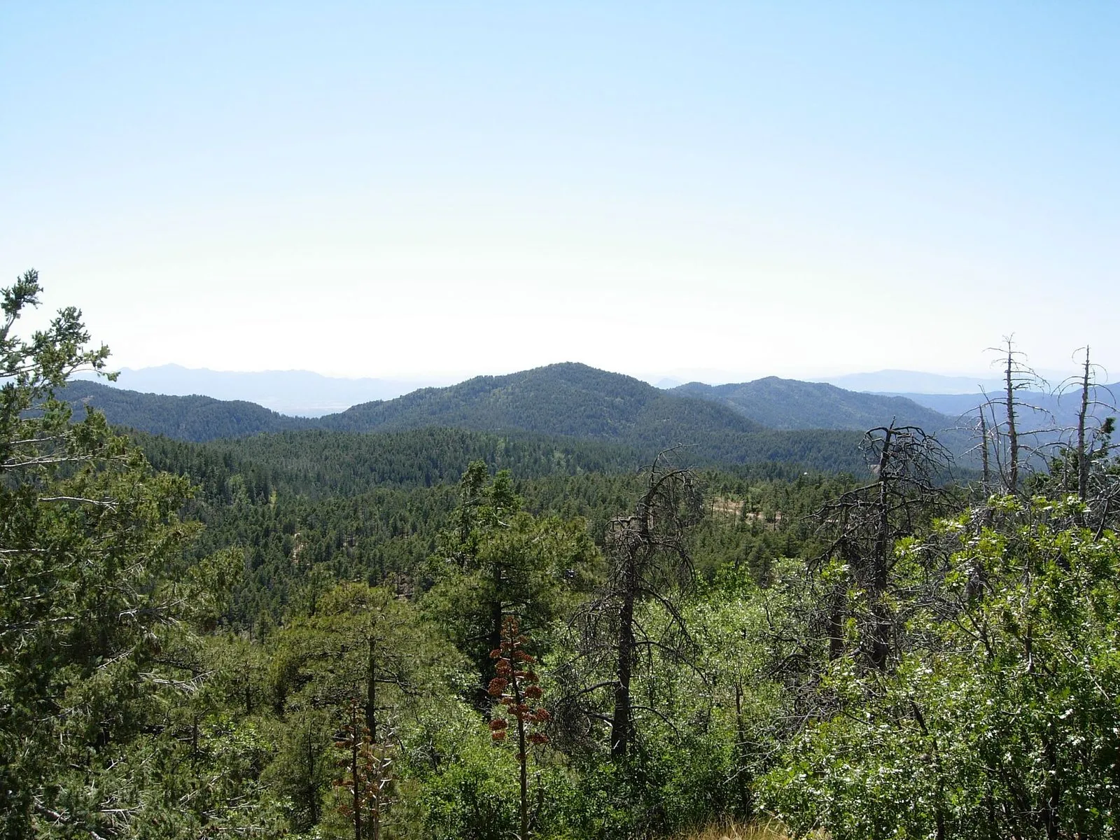 Forested ridges of the Prescott National Forest receding into haze under a clear sky