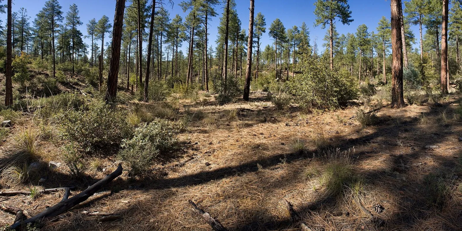 Ponderosa pine forest with dappled sunlight on the ground beside Senator Highway south of Prescott