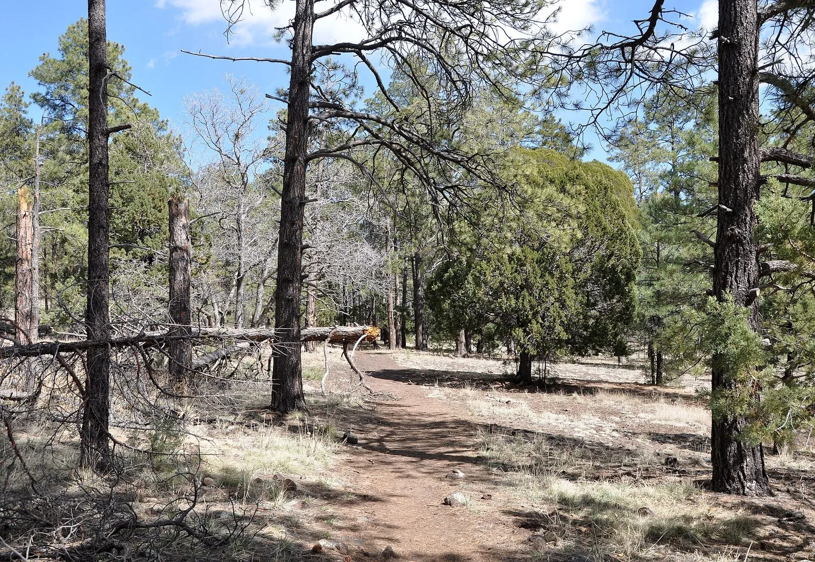 A forest trail climbing through pines in the high country of the Prescott National Forest