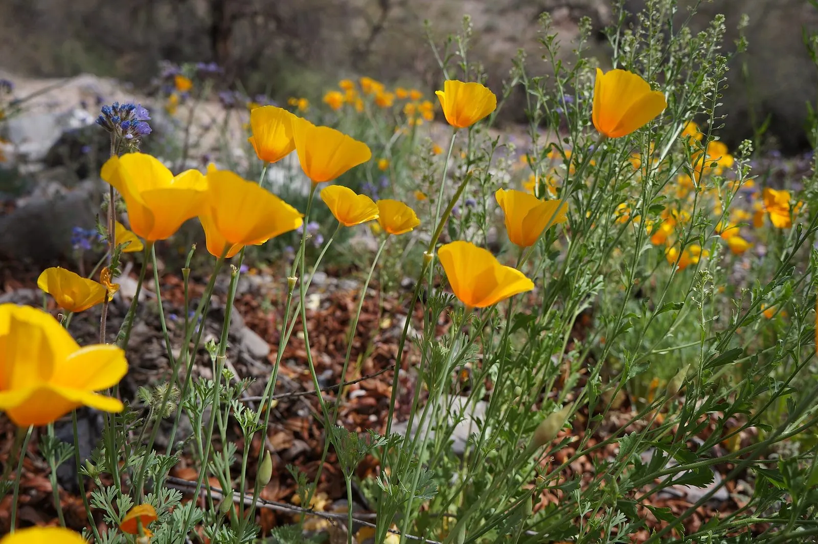 Orange poppies and purple wildflowers blooming among green desert scrub in Arizona