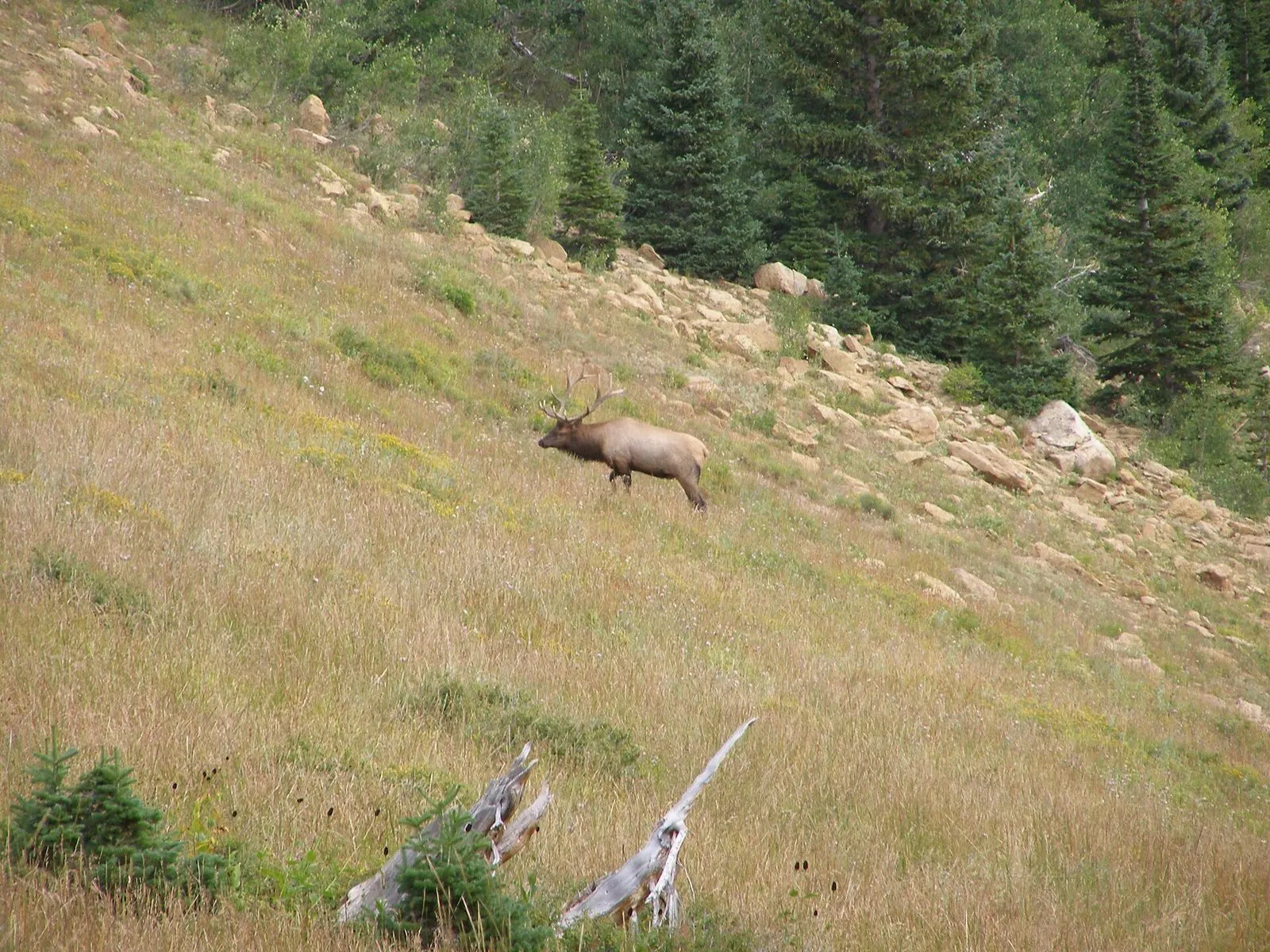 A bull elk standing on an open grassy hillside at the edge of forest