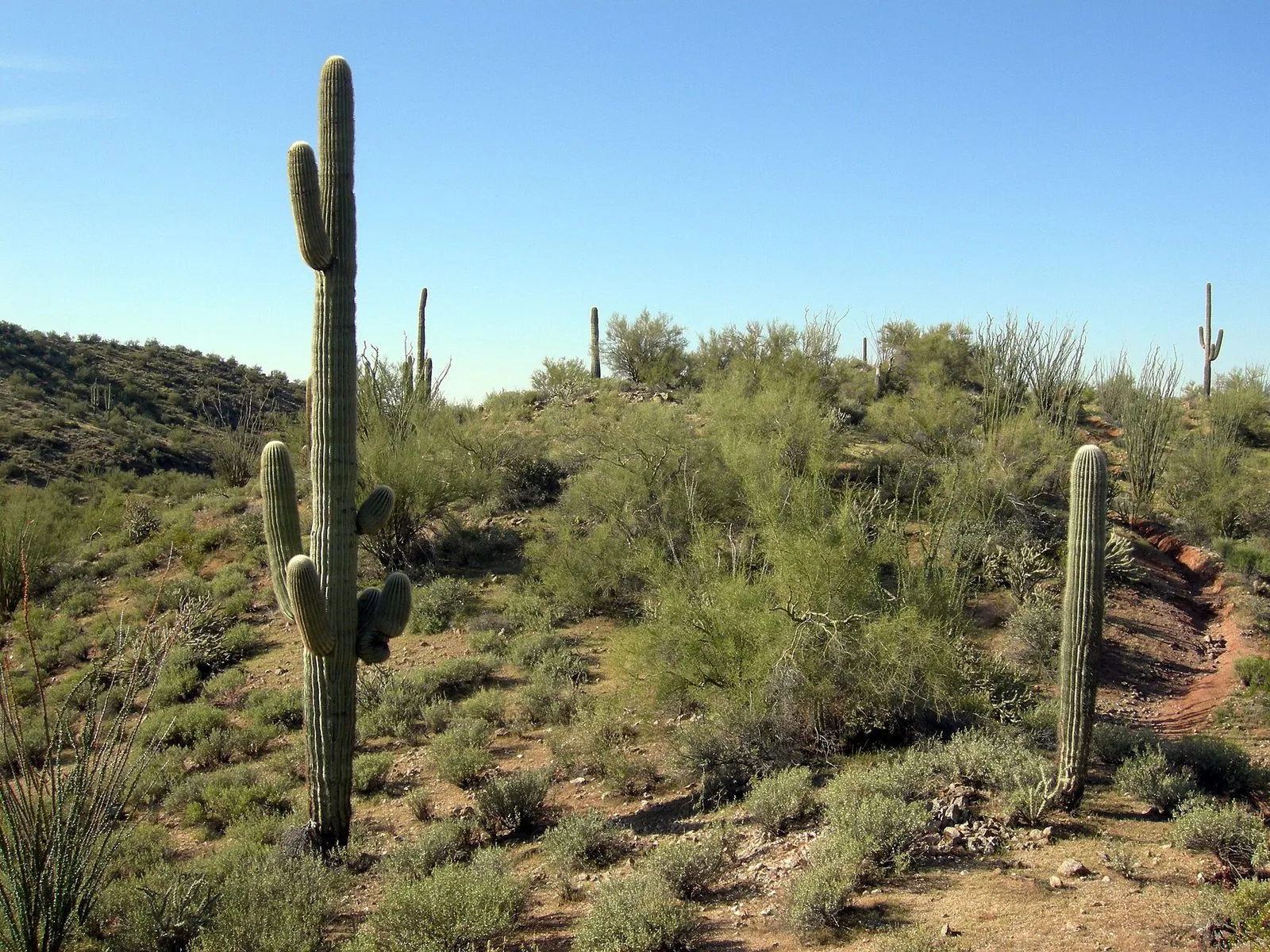 Saguaro cactus and desert scrub on rolling hills in the Sonoran Desert country near Wickenburg, Arizona