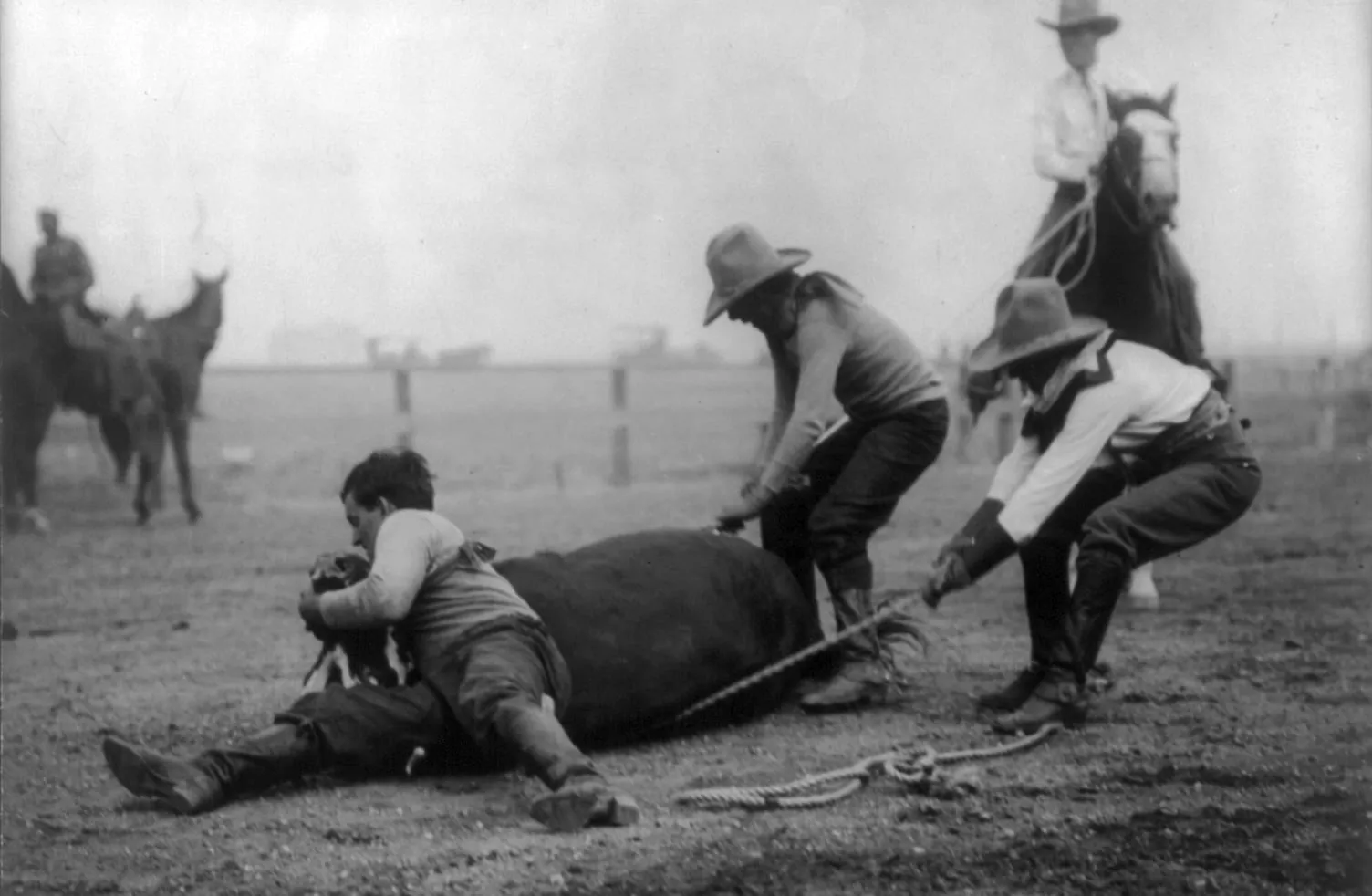Cowboys wrestle a steer at a Western rodeo in the early 1900s